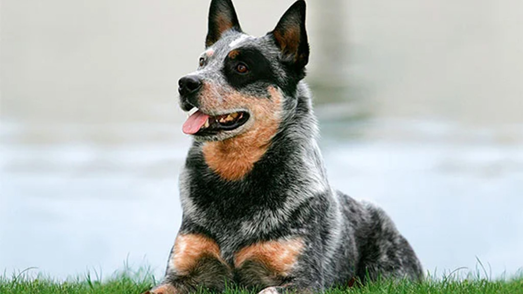 AUSTRALIAN-CATTLE-DOG