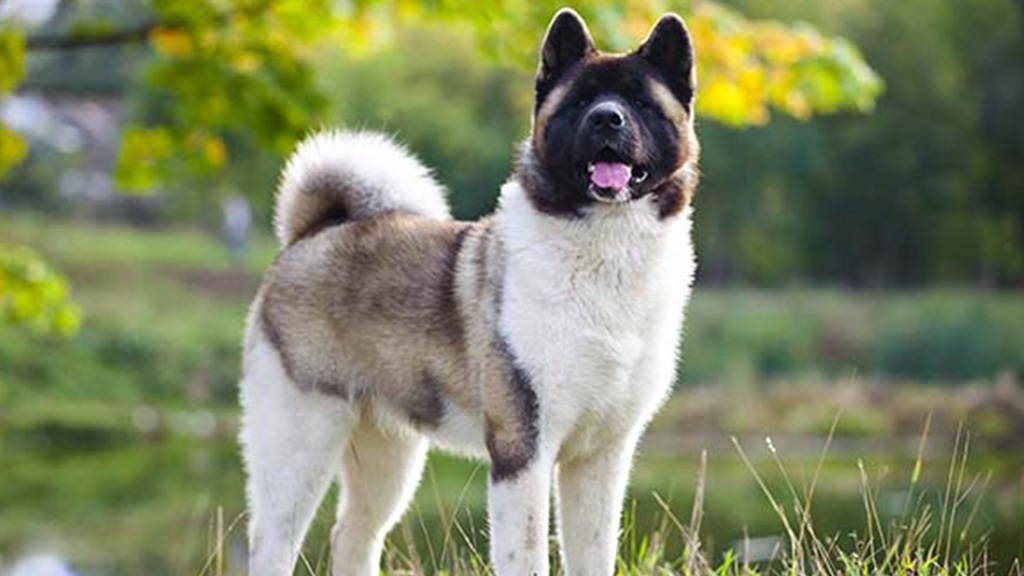 Akita