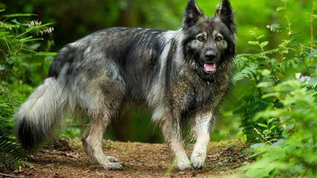 American-Alsatian