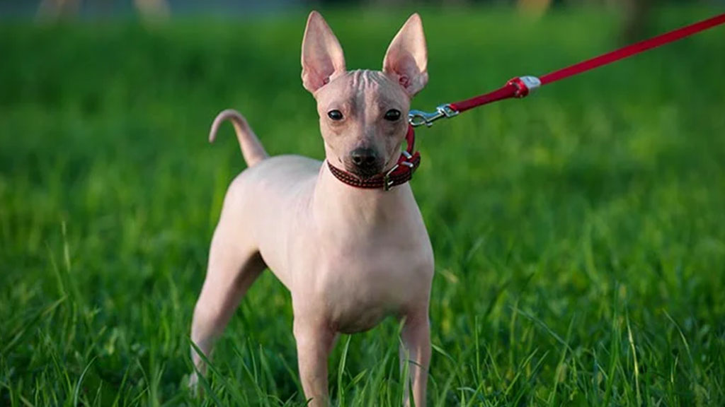 American-Hairless-Terrier