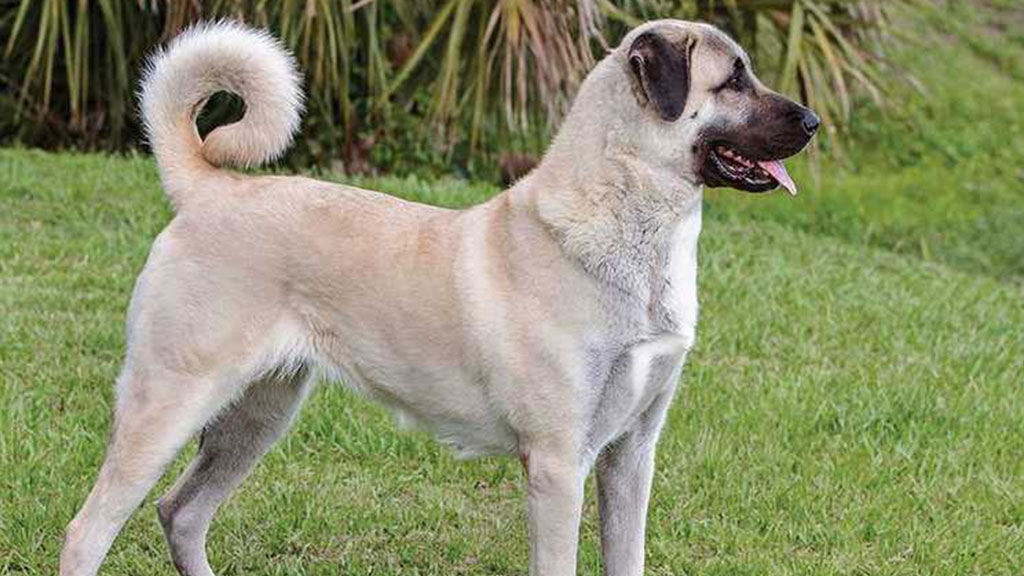 Anatolian-Shepherd