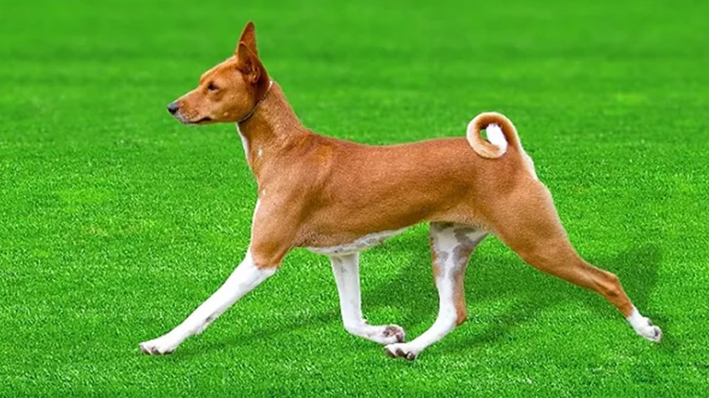 BASENJI