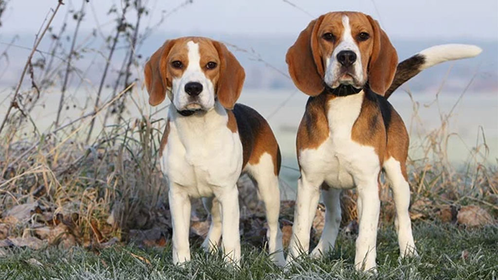 BEAGLES