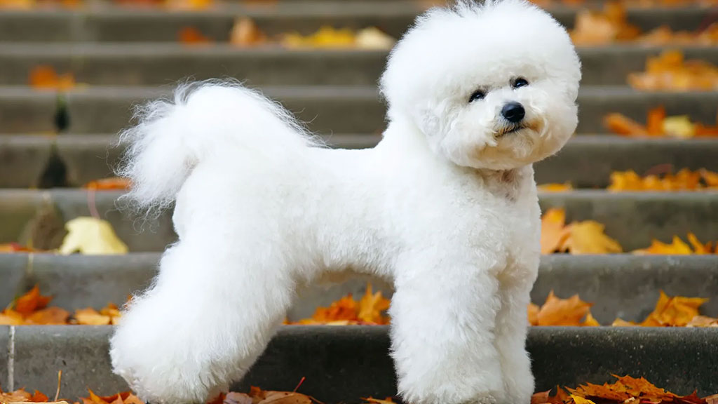 BICHON-FRISE BICHON-FRISE