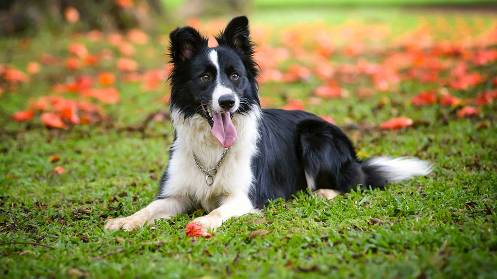 BORDER-COLLIE