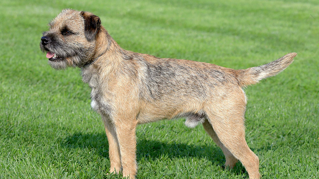 BORDER-TERRIER