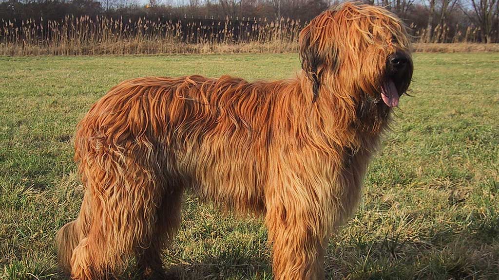 BRIARD