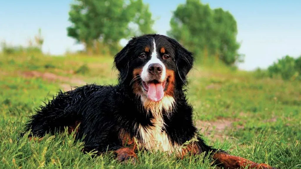 Bernese-mountain-dog