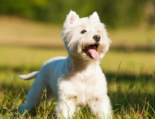 Discover the Best Dog Breeds for Every Lifestyle