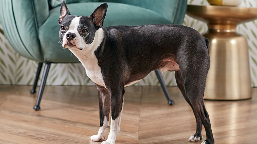 Boston-Terrier