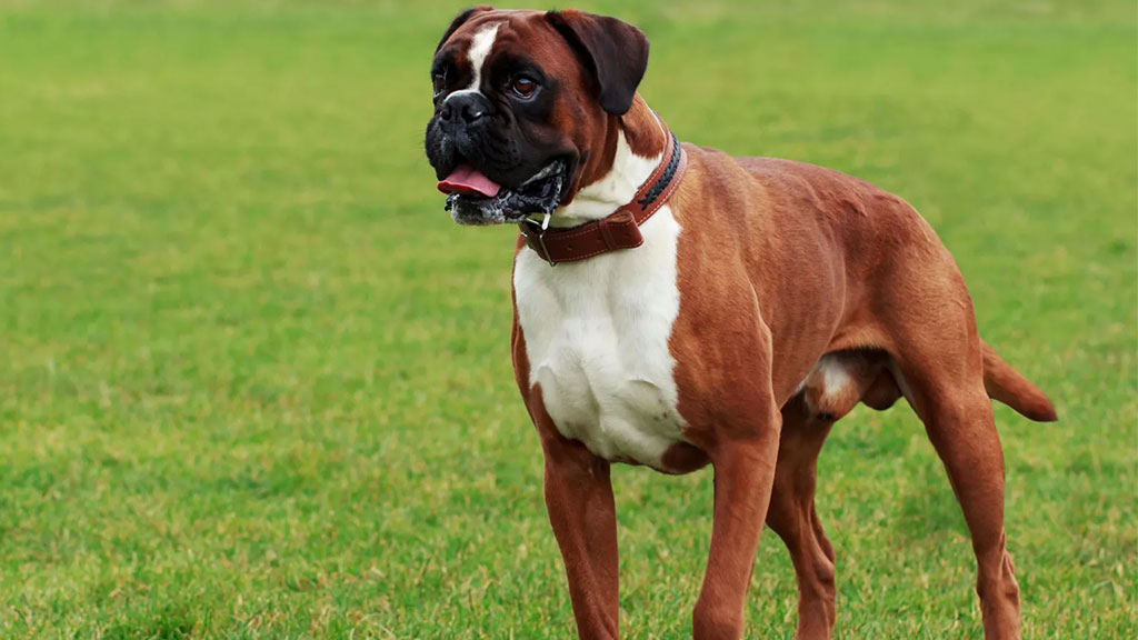 Boxer Boxer
