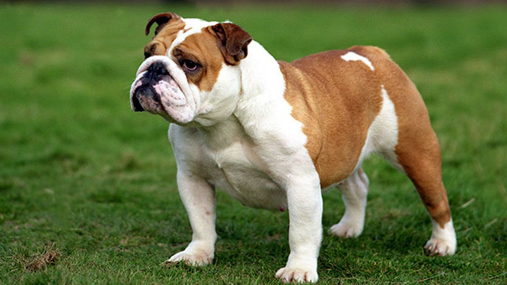 Bulldog