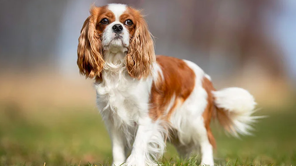 CAVALIER-KING-CHARLES-SPANIEL