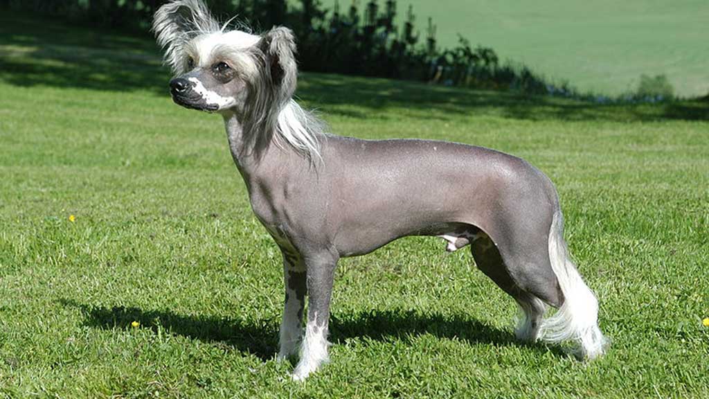 CHINESE-CRESTED