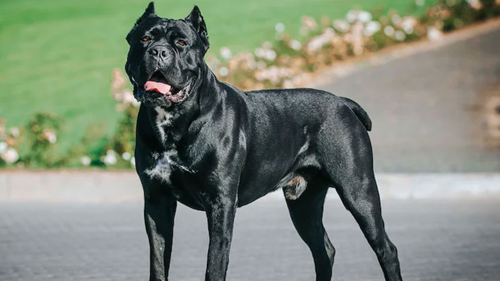 Cane-Corso