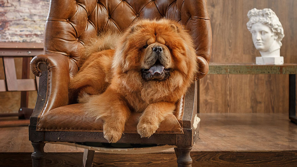 Chow-Chow