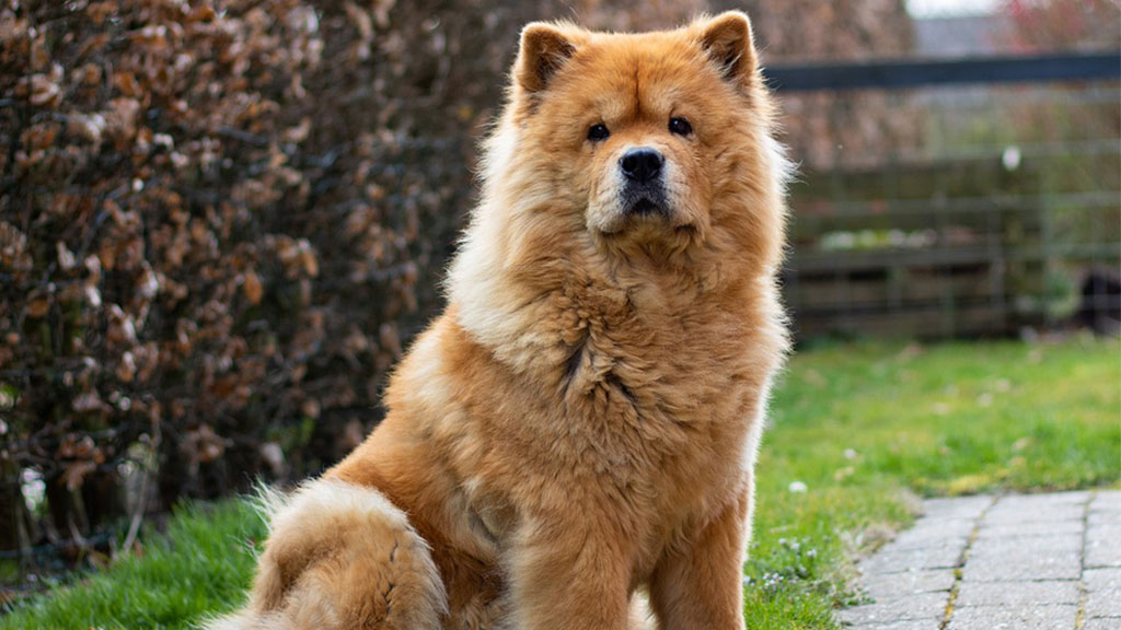 Chow-Chow