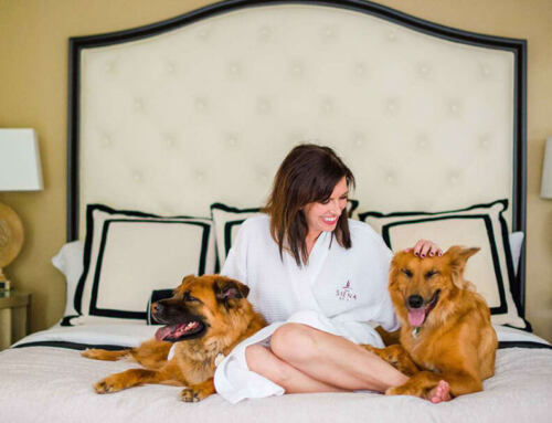 Discover Dog-Friendly Hotels |  Best Hotels for Your Dog
