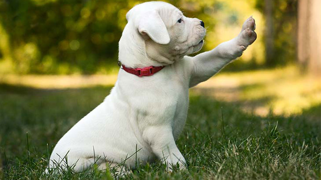 Dogo-Argentino