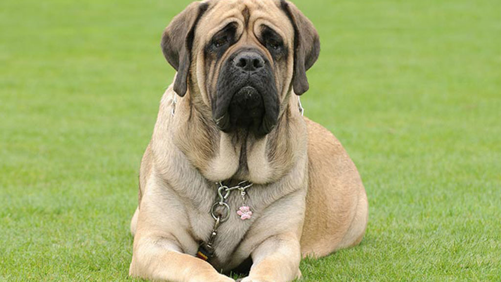 English-Mastiff English-Mastiff