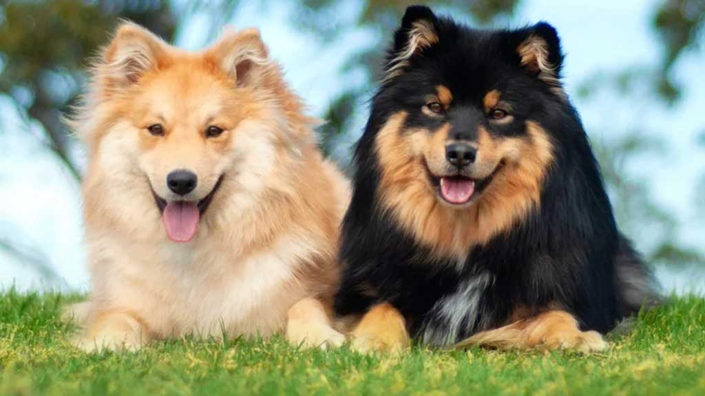 Finnish-Lapphund