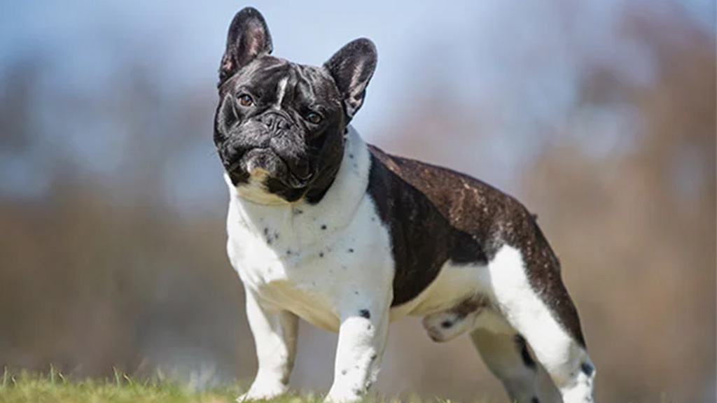 French-bulldog