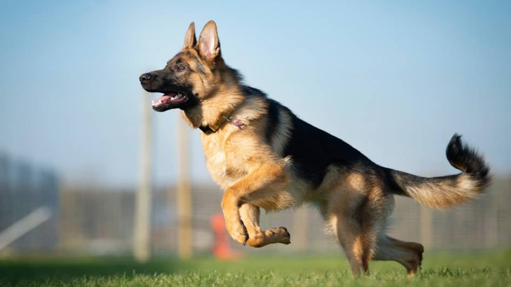 GERMAN-SHEPHERDS