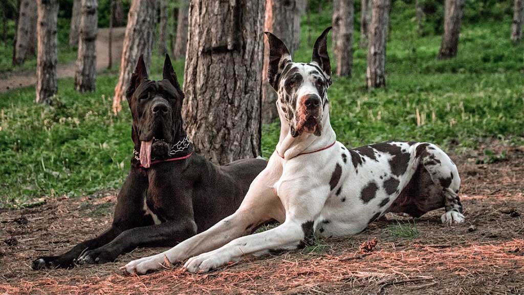 GREAT-DANE