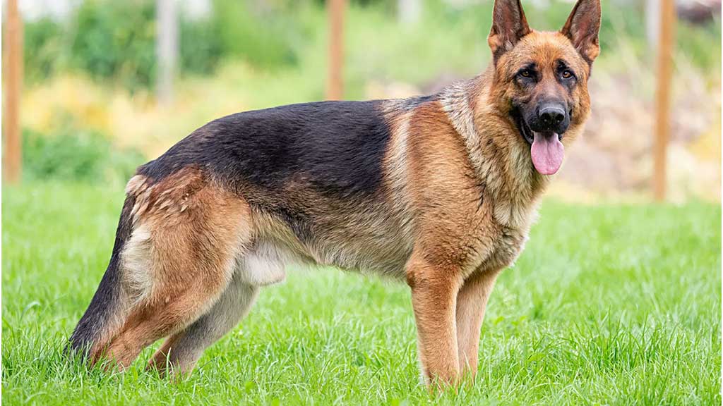 German-Shepherd