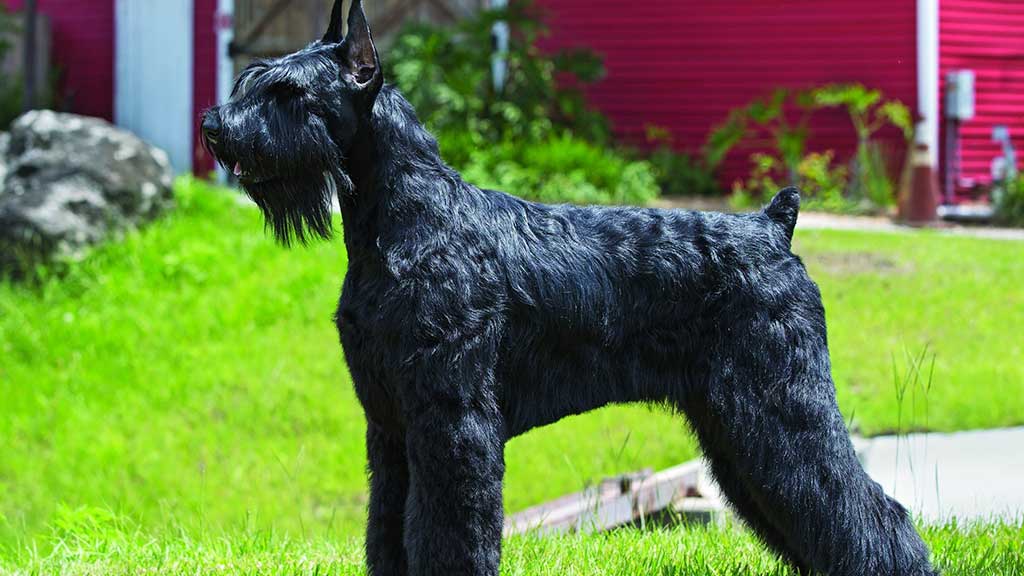 Giant-Schnauzer