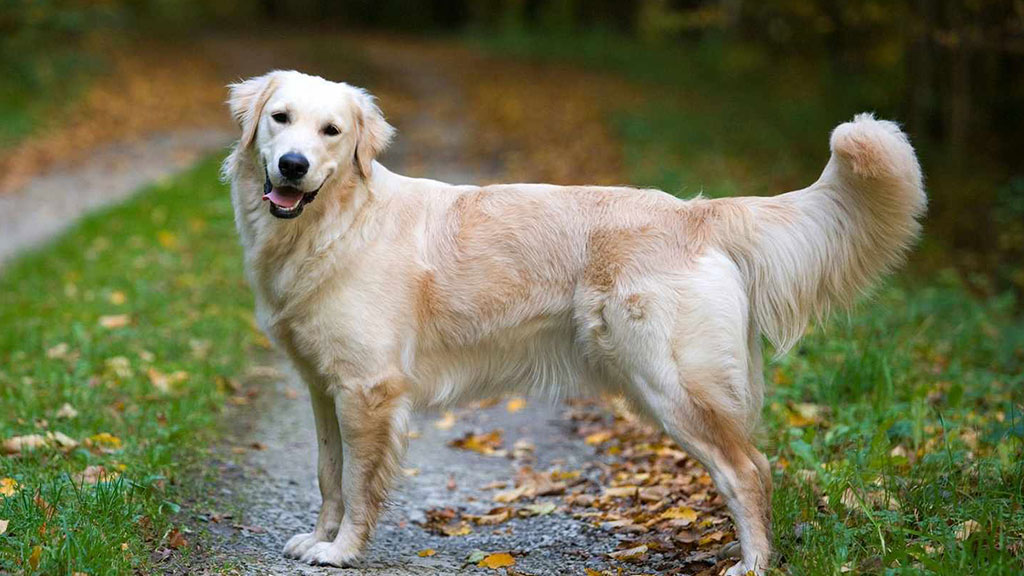 Golden-Retriever