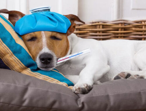 How to Tell if Your Dog Has a Fever : A Pet Parent’s Guide