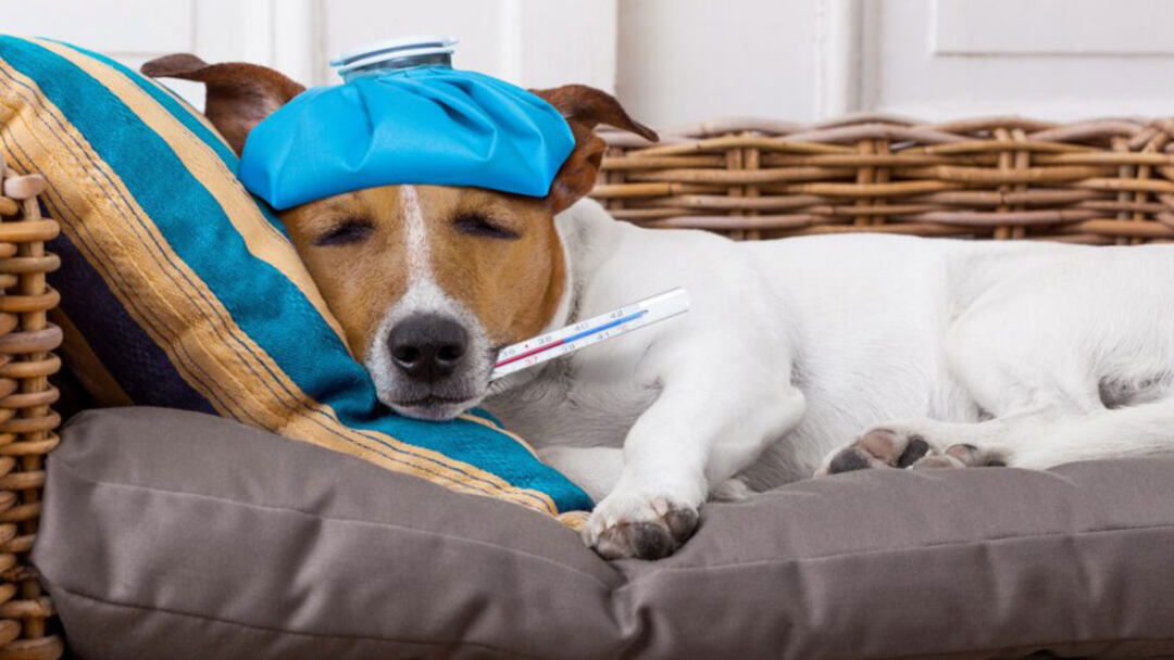 How-to-tell-if-a-dog-has-fever