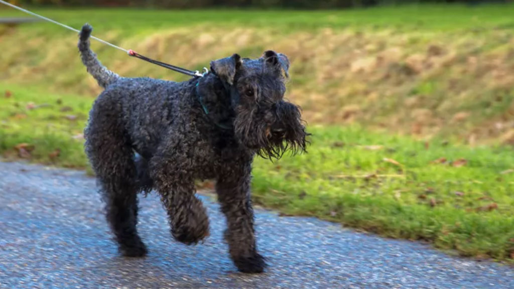 Kerry-Blue-Terrier