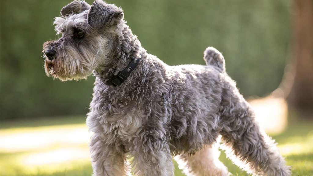 MINIATURE-SCHNAUZER