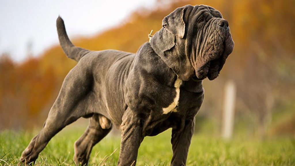 Neapolitan-Mastiff