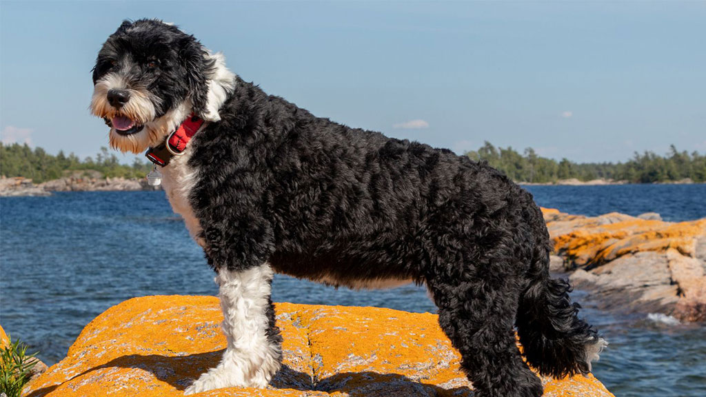 PORTUGUESE-WATER-DOG