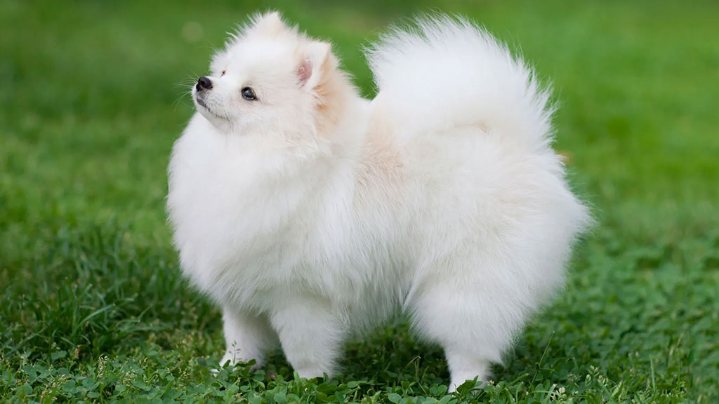 Pomeranian