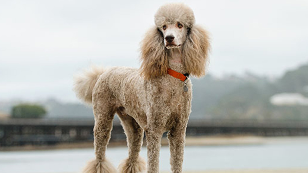 Poodle