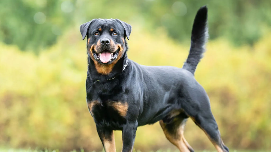 Rottweiler