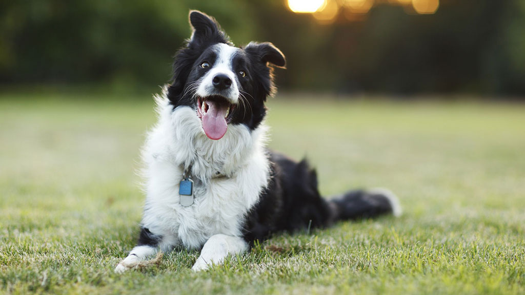 SMARTEST-BEST-DOG-BREEDS