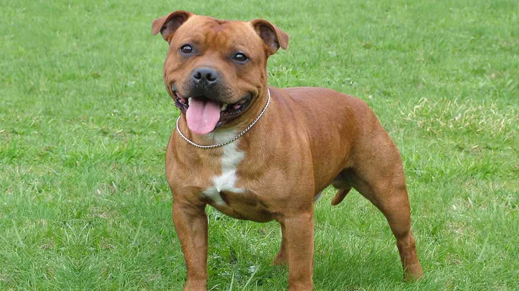 STAFFORDSHIRE-BULL-TERRIER