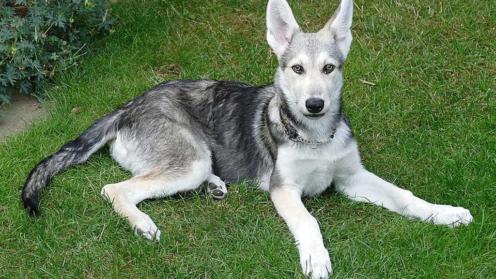 Saarloos-Wolfdog