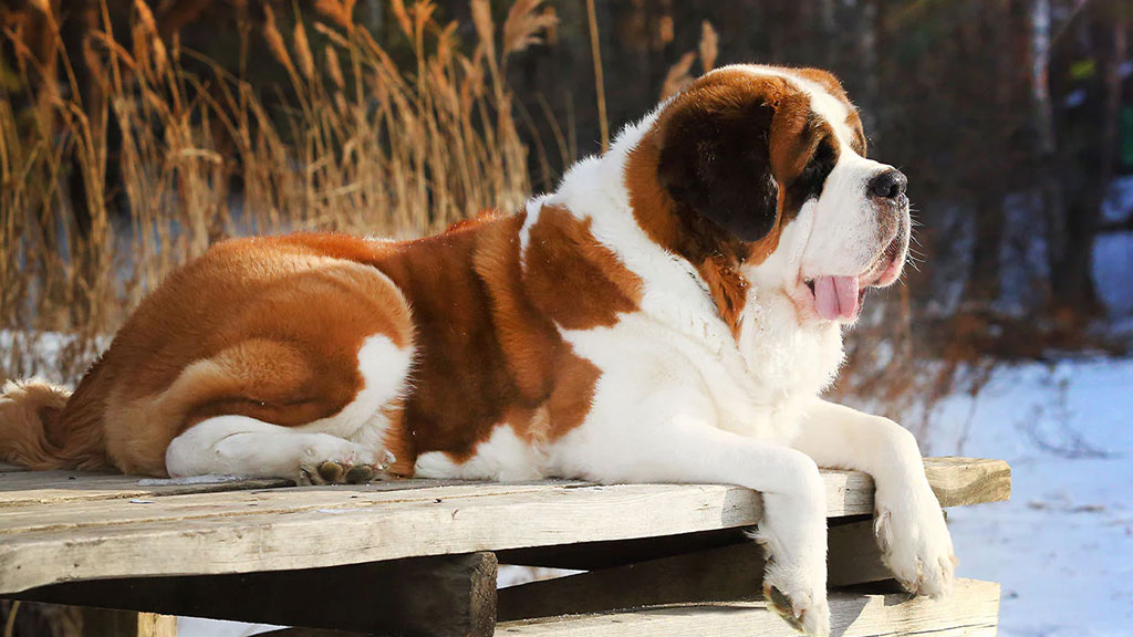 Saint-Bernard