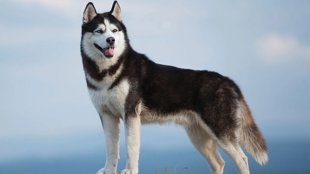 Siberian-Husky