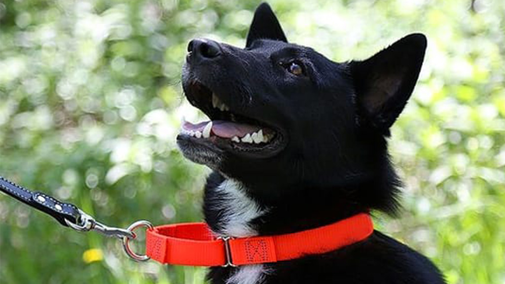 The-Pet-Safe-Martingale-Collar