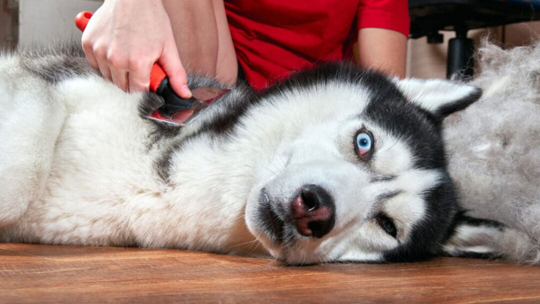 The-ultimate-guide-to-choosing-a-husky-brush