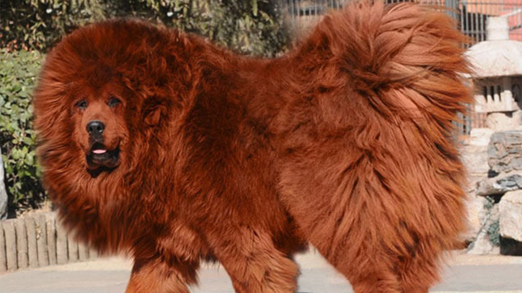 Tibetan-Mastiff