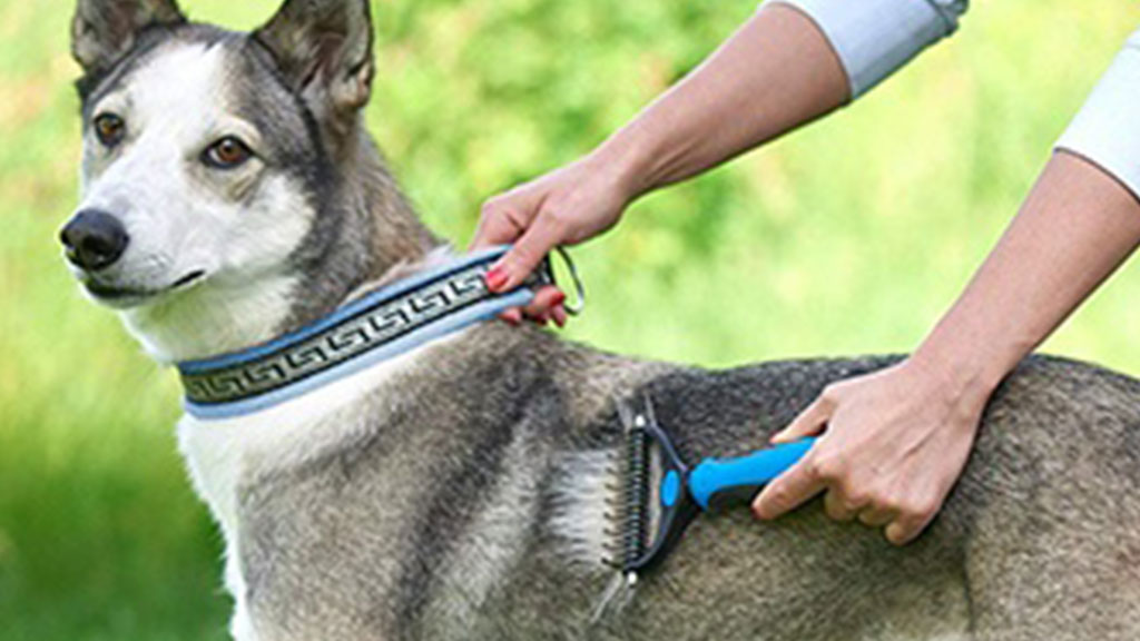 Best undercoat outlet rake for husky