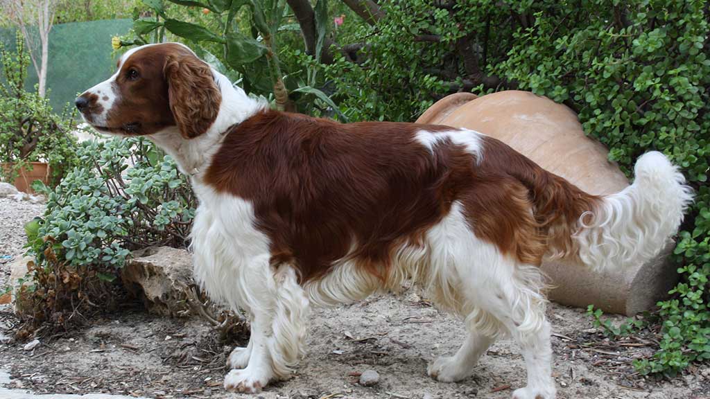 WELSH-SPRINGER-SPANIEL